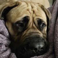 Anna Veterinary Clinic ico