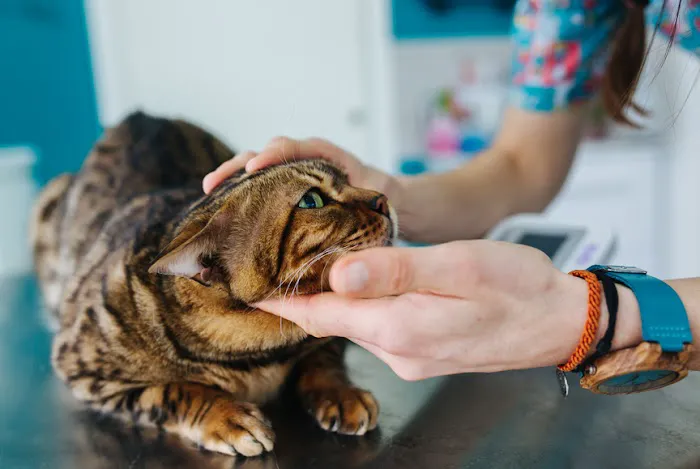 Anna Veterinary Clinic Picture 9