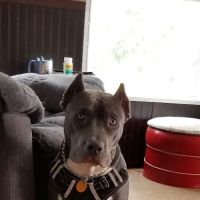 Van Alstyne Veterinary Clinic ico
