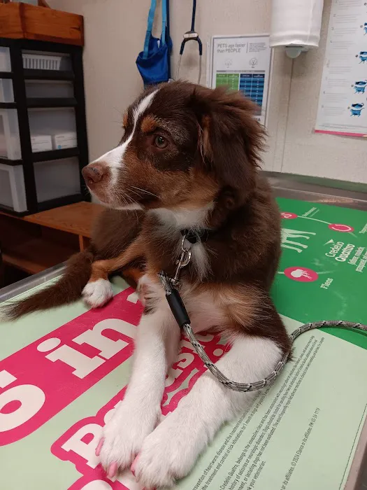 Van Alstyne Veterinary Clinic Picture 5