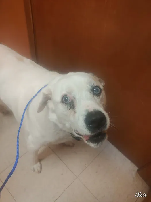 Van Alstyne Veterinary Clinic Picture 7