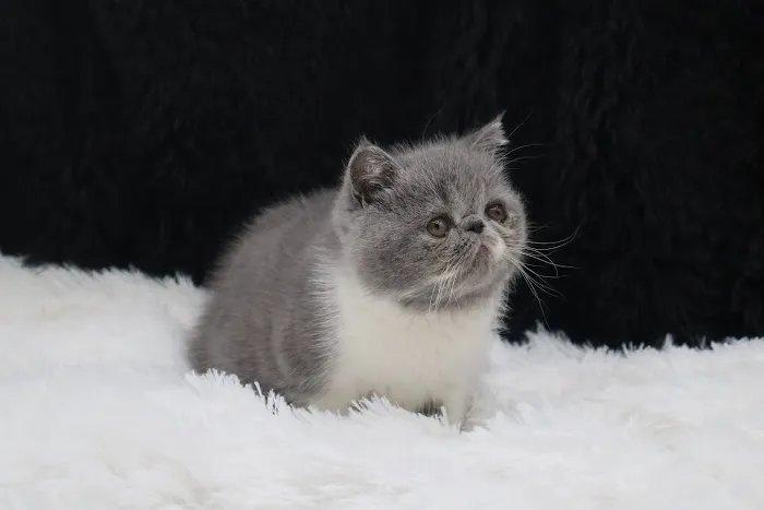 Flatcat Exotics Picture 3
