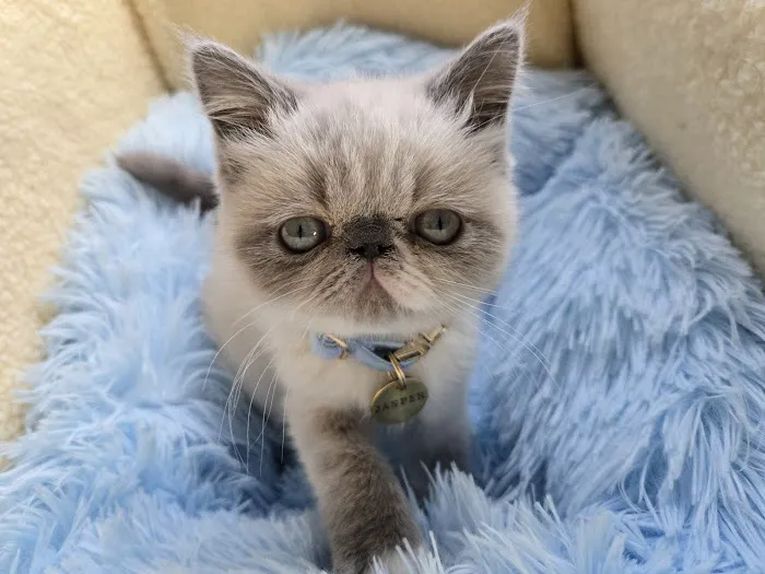 Flatcat Exotics Picture 2