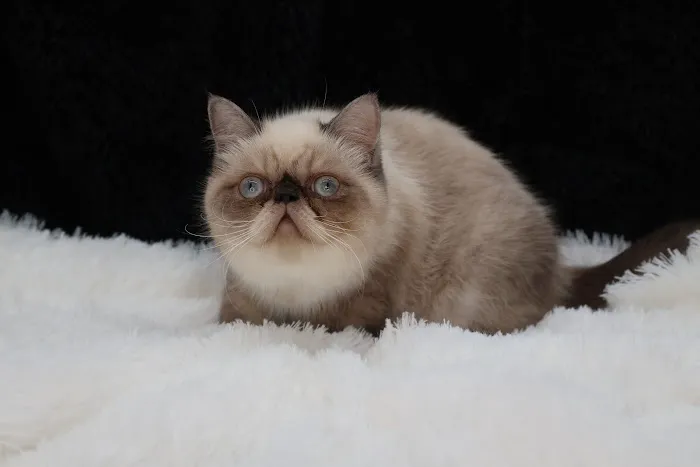 Flatcat Exotics Picture 1