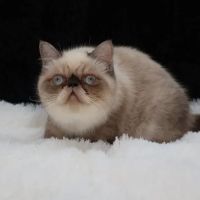 Flatcat Exotics ico