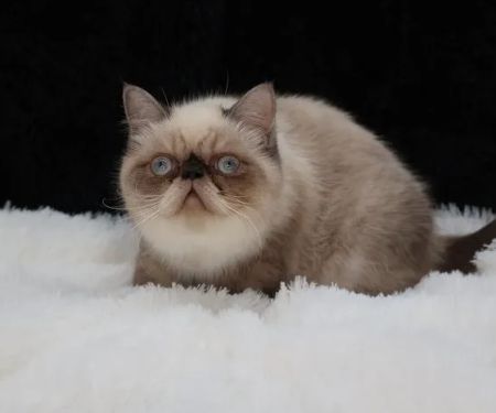 Flatcat Exotics