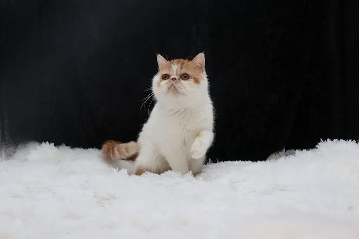 Flatcat Exotics Picture 4