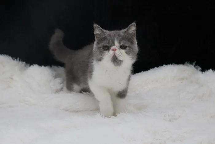 Flatcat Exotics Picture 6