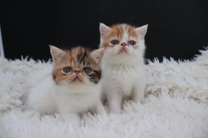 Flatcat Exotics Picture 5