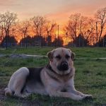 Faithful Hounds Veterinary Services