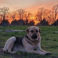Faithful Hounds Veterinary Services ico