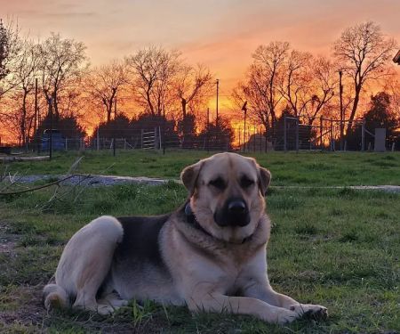 Faithful Hounds Veterinary Services