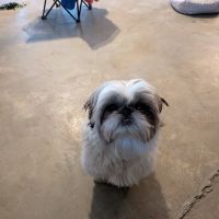Leonard Animal Clinic ico