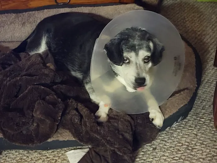 Leonard Animal Clinic Picture 7