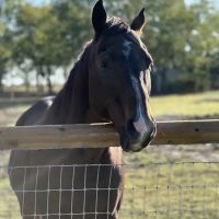 Winnsboro Veterinary Medical Center ico
