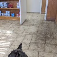 Hide-A-Way Small Animal Clinic ico