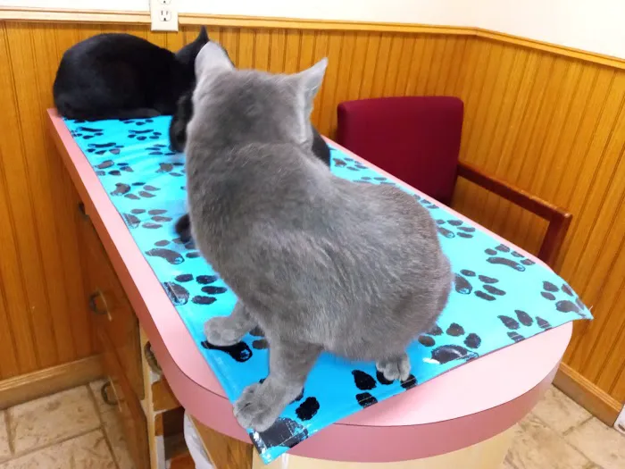 Hide-A-Way Small Animal Clinic Picture 9