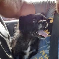 Animal Hospital of Lindale ico