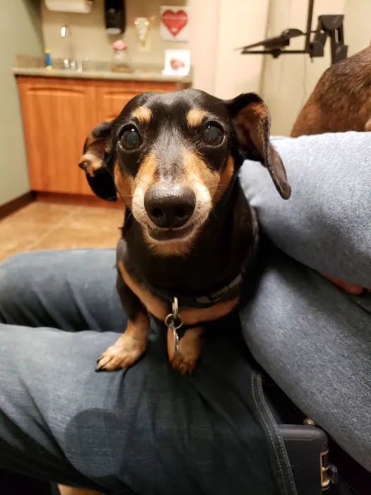 Lindale Pet Hospital, PLLC Picture 4