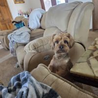 Lindale Pet Hospital, PLLC ico