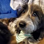 Chandler Veterinary Clinic