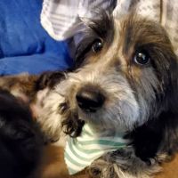 Chandler Veterinary Clinic ico