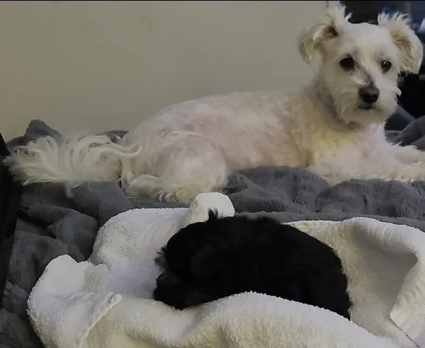 Chandler Veterinary Clinic Picture 4