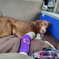 Veterinary Medical Center of Athens ico