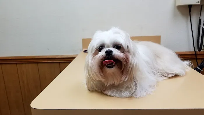 Veterinary Medical Center of Athens Picture 5