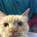 Noonday Veterinary Center