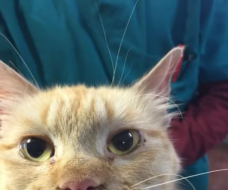 Noonday Veterinary Center