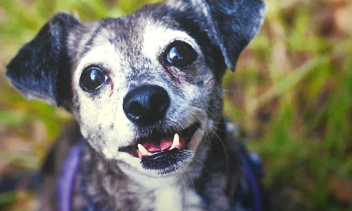 Noonday Veterinary Center Picture 4