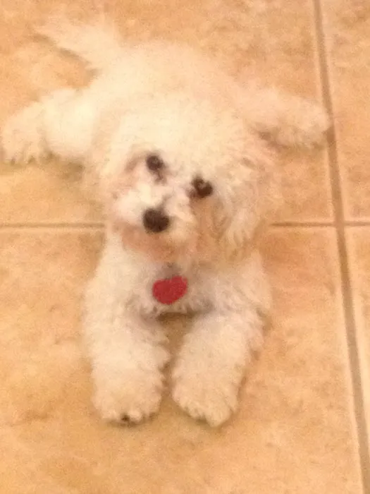 Noonday Veterinary Center Picture 9