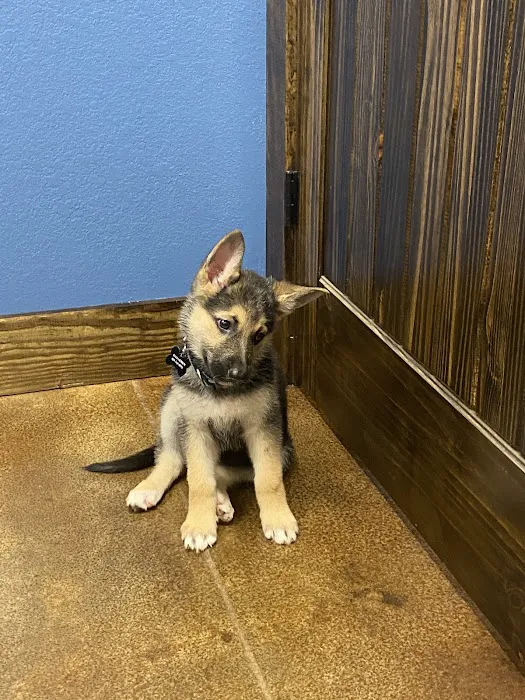Kingdom Veterinary Clinic Picture 4