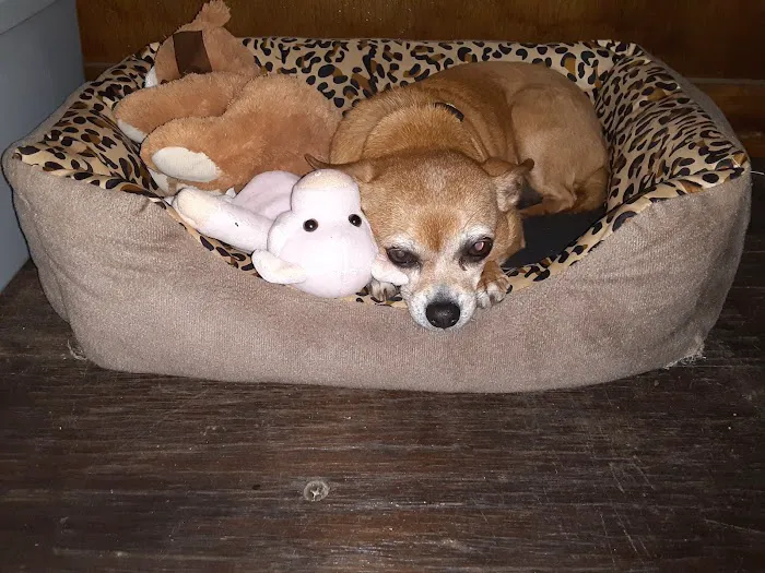 Kingdom Veterinary Clinic Picture 1