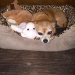 Kingdom Veterinary Clinic