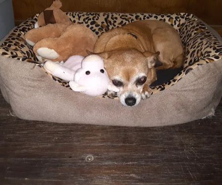 Kingdom Veterinary Clinic