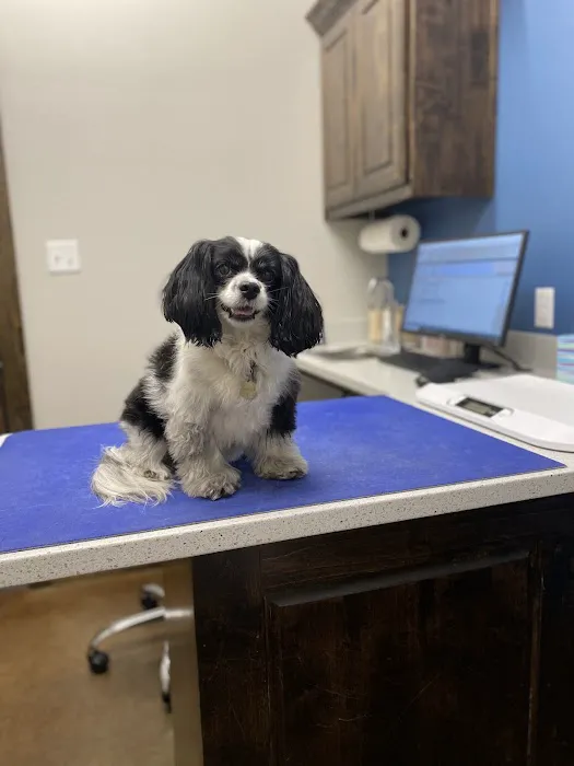 Kingdom Veterinary Clinic Picture 7