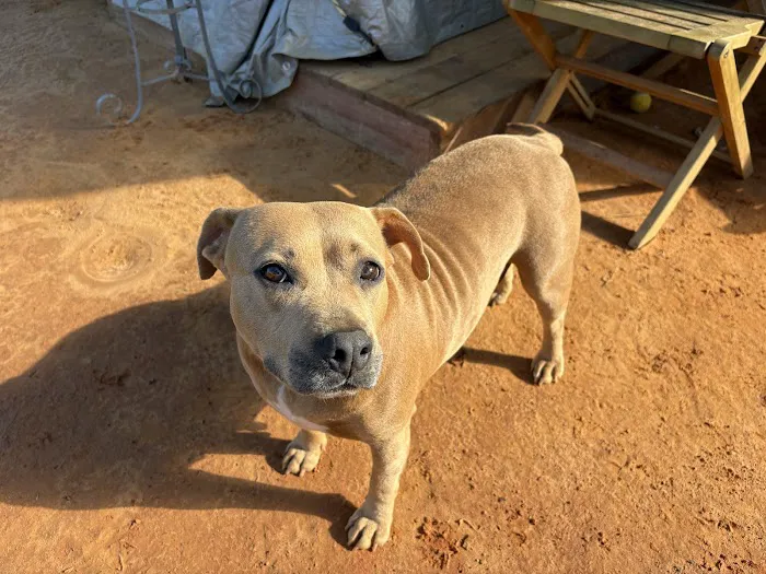 Kingdom Veterinary Clinic Picture 8