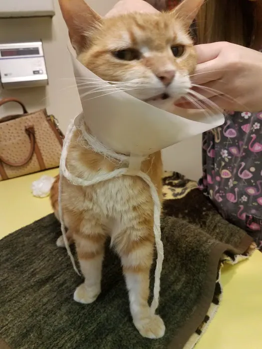 Spence & White Veterinary Hospital Picture 3