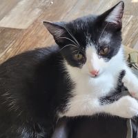 SNIPPET Spay/Neuter Clinic ico