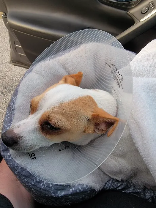 SNIPPET Spay/Neuter Clinic Picture 8