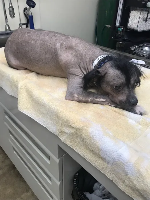 SNIPPET Spay/Neuter Clinic Picture 9