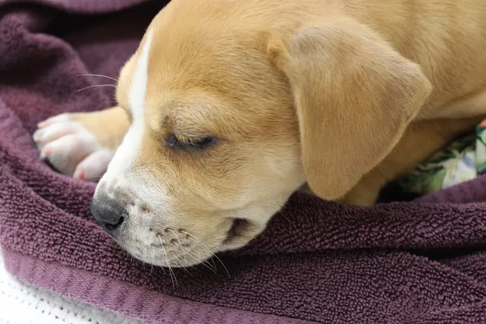 SNIPPET Spay/Neuter Clinic Picture 5