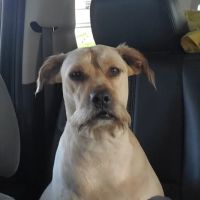 Friends of the Animals at Cedar Creek Lake ico