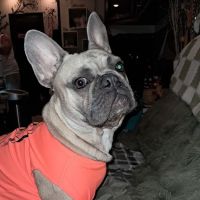Lakeside Animal Clinic ico