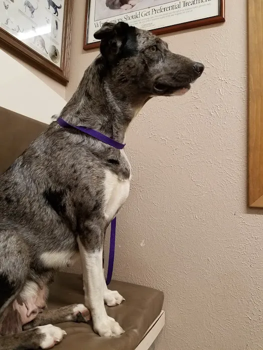 Lakeside Animal Clinic Picture 2