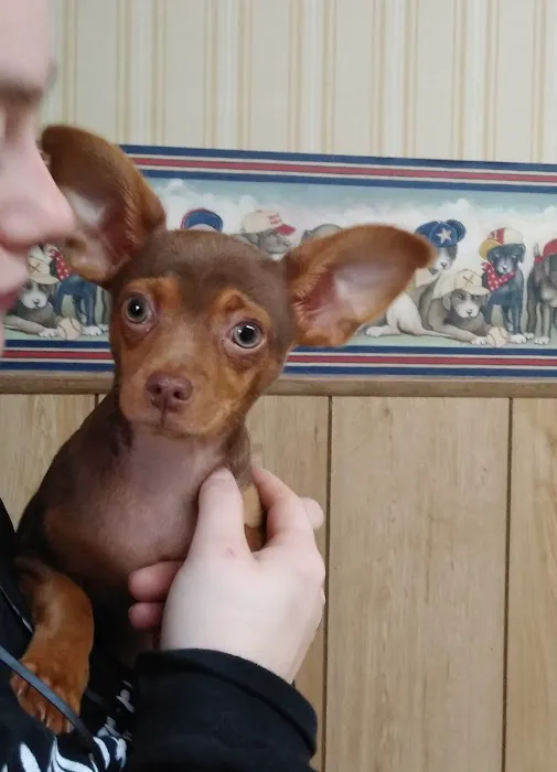 Animal Medical Clinic Picture 4
