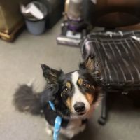 Cedar Creek Veterinary Clinic ico