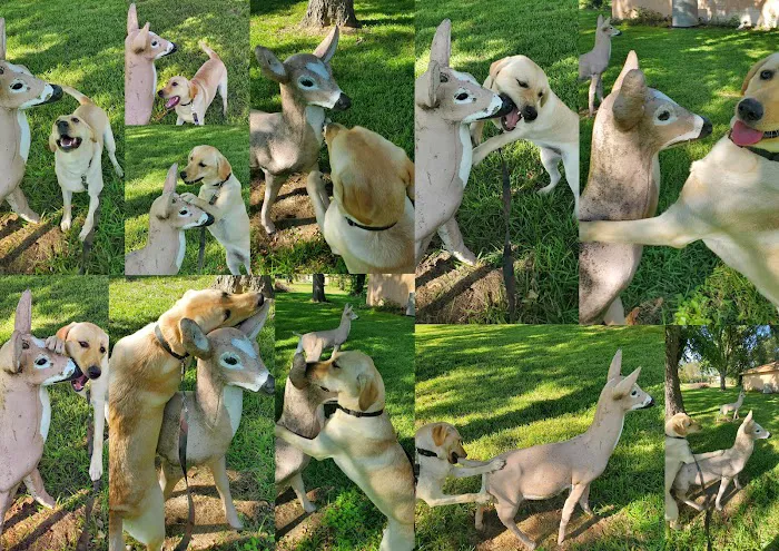 Cedar Creek Veterinary Clinic Picture 6